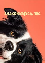 Знакомьтесь, пёс