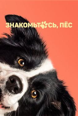 Знакомьтесь, пёс Знакомьтесь, пёс