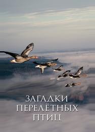 Загадки перелётных птиц