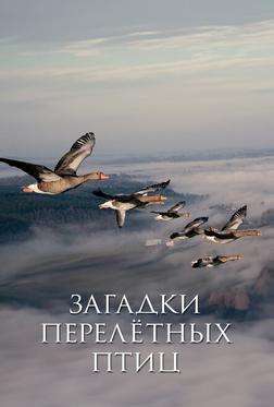 Загадки перелётных птиц Загадки перелётных птиц