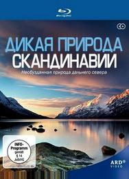 Дикая природа Скандинавии