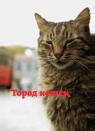 Кот