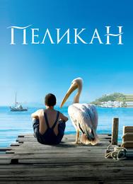Пеликан